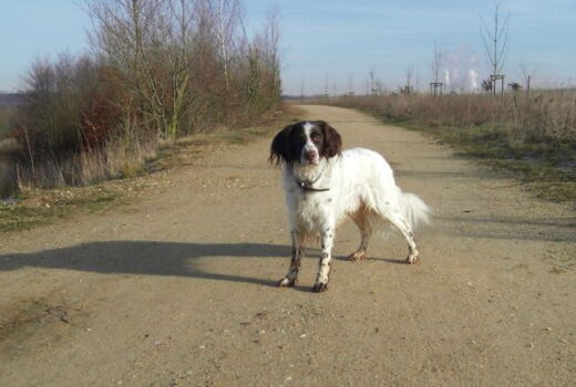 ein Münsterländer-Rüde mit 15 Jahren