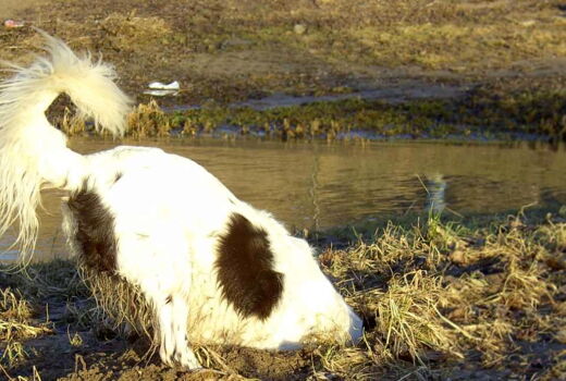 ein Hund beim Buddeln: nur noch der Hintern ragt heraus