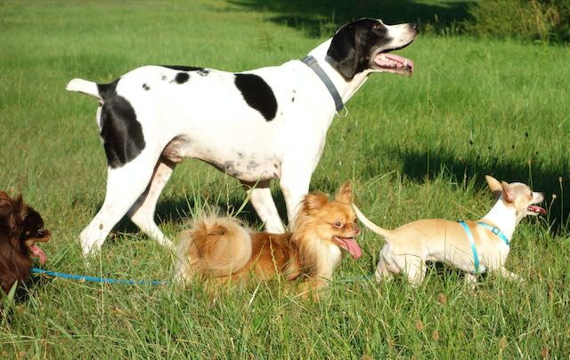 fetter Jagdhund und Chihuahuas