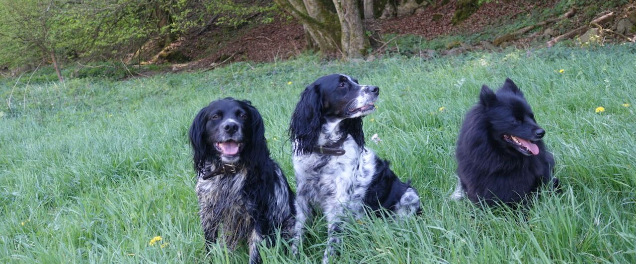 drei Hunde sitzen nebeneinander