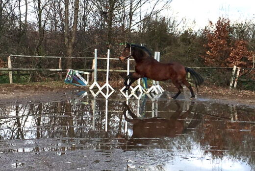 ein Pferd im Freilauf springt über eine Pfütze auf dem Reitplatz