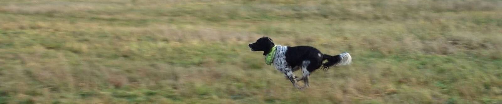 Ein Hund galoppiert über eine Wiese: inzwischen ist sie 16 Jahre alt, und Krebs ist einer ein Thema in ihrem Leben geworden