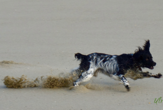 ein Jagdspaniel tobt voll Lebensfreude am Strand