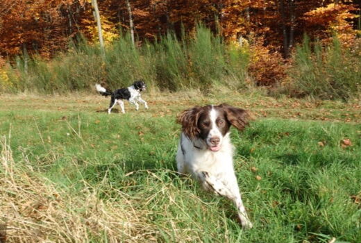 Münsterländer mit 14 Jahren im Wald - im Galopp unterwegs