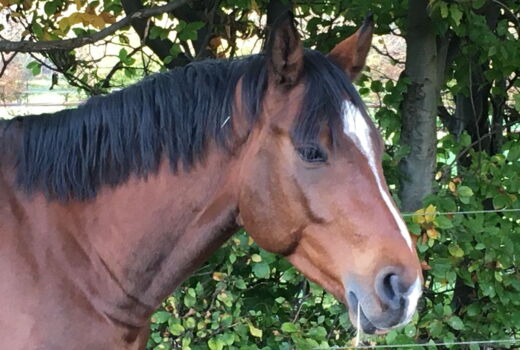 "Eckige" Augen und verspannte Kiefermuskulatur bei einem Pferd