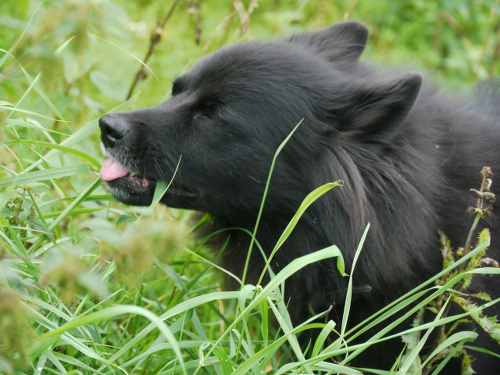 ein Großspitz frisst Gras